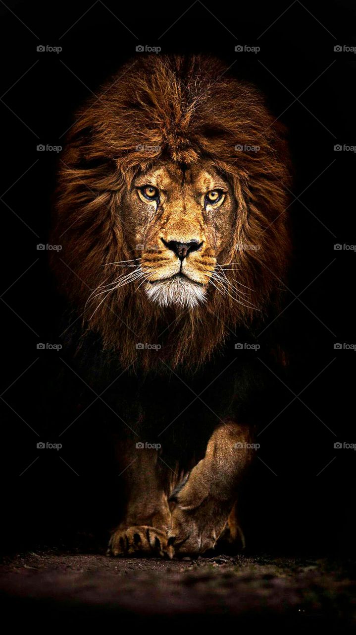 Abstract Animal Lion Tiger full
 HD