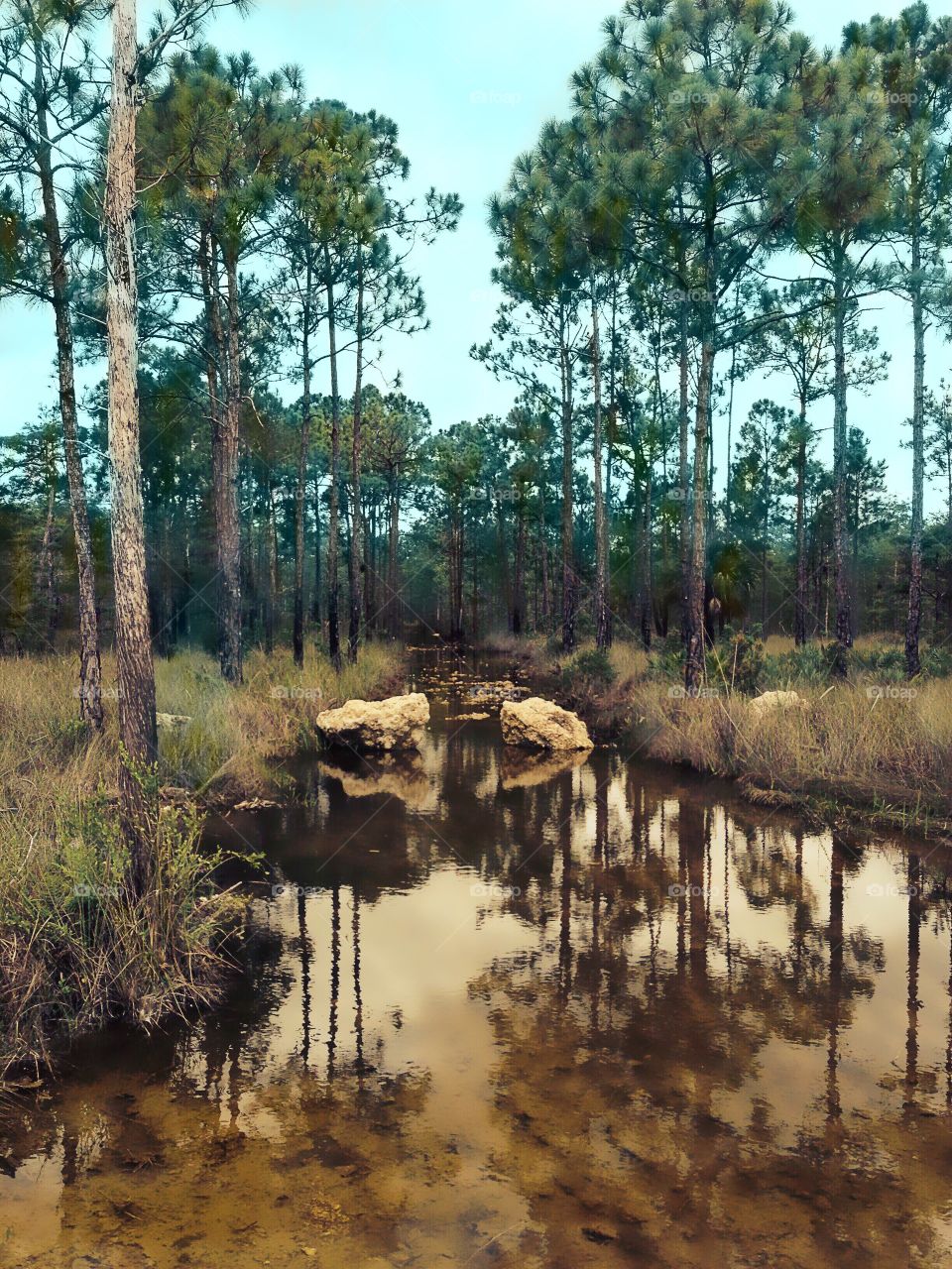 Beautiful creek through the forests.