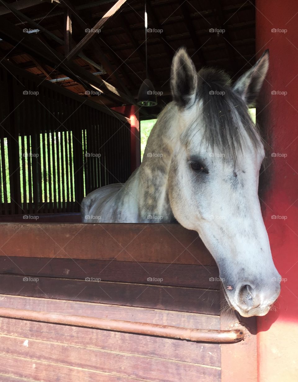 Close up of a white and gray horse 