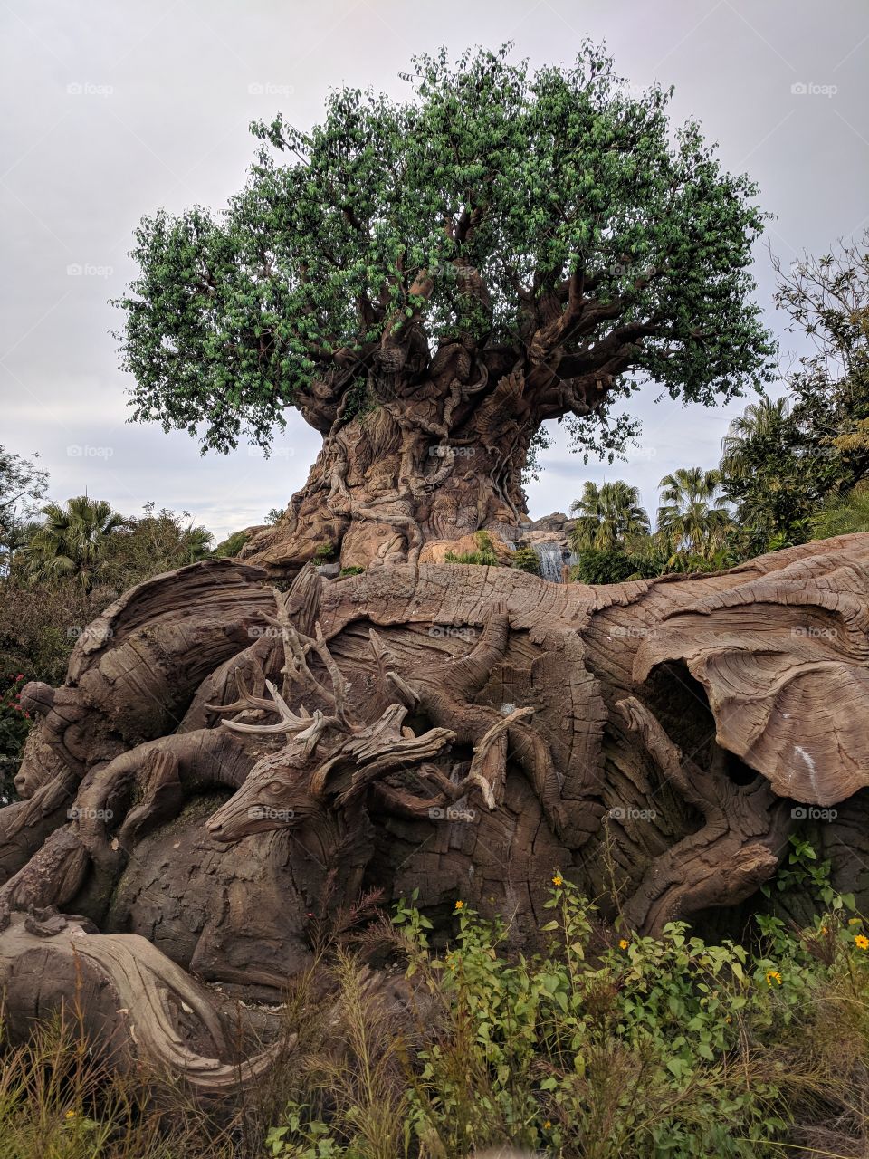 Tree Of Life Animal Kingdom