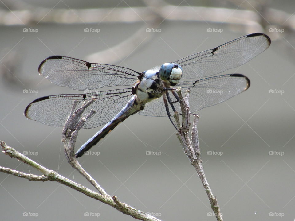 Dragonfly