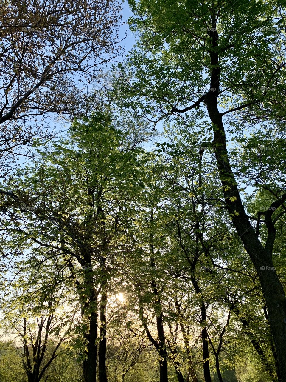 Low-angle view of blue sky and sunshine, filtered through tall trees in early spring