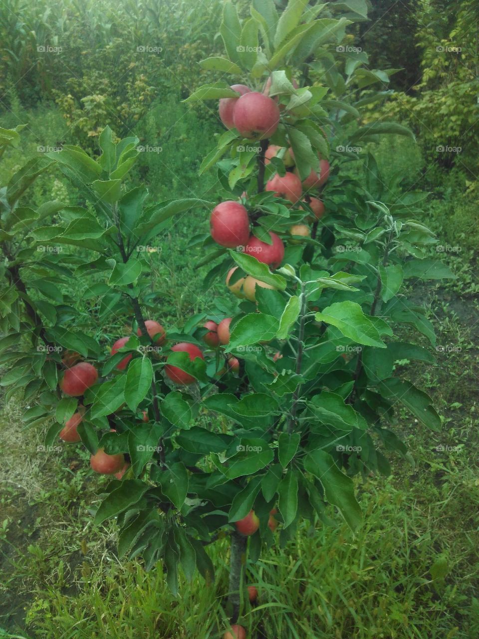 Apples