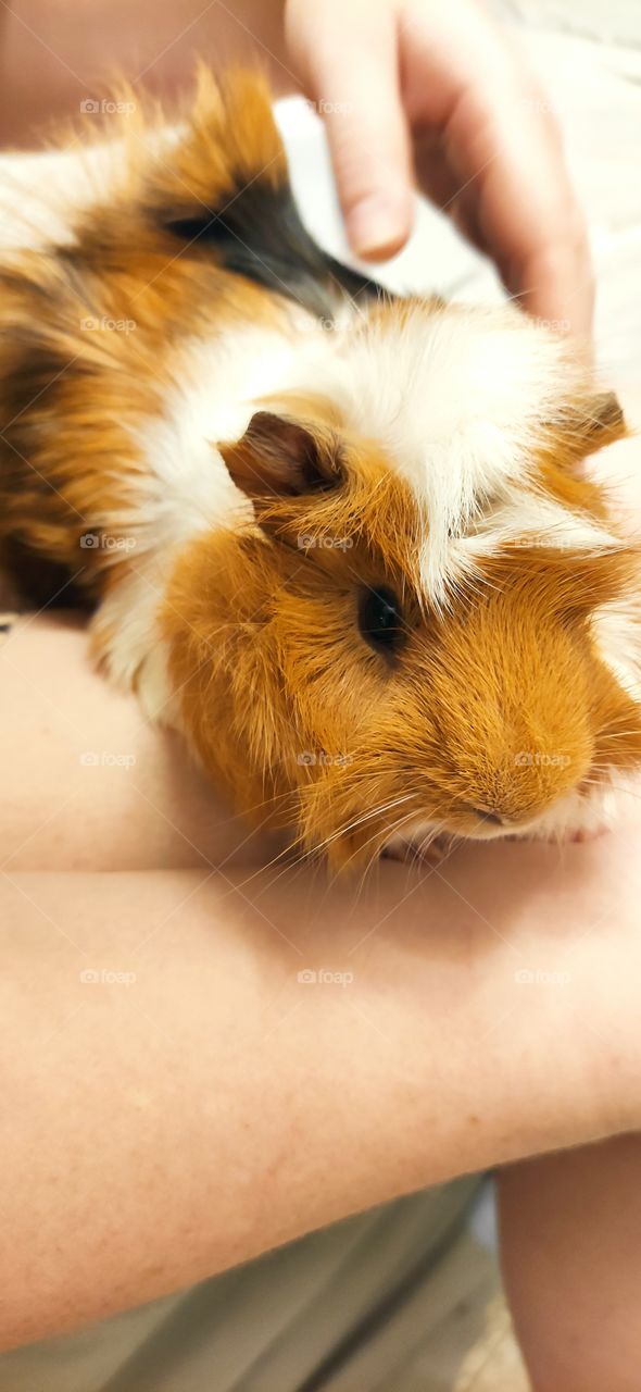 Our pet named Alvin. This is a male guinea pig