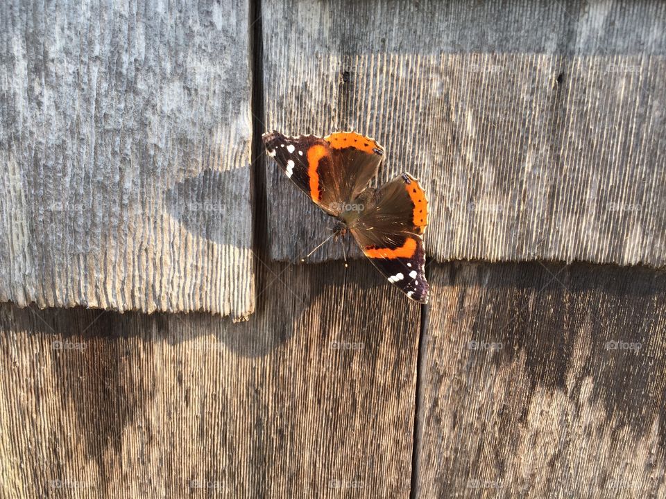 Butterfly loves the side of my house