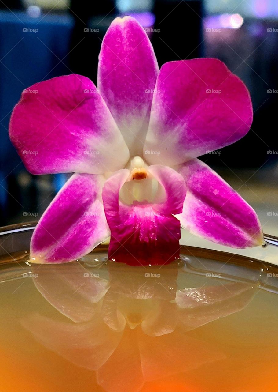 Orchid