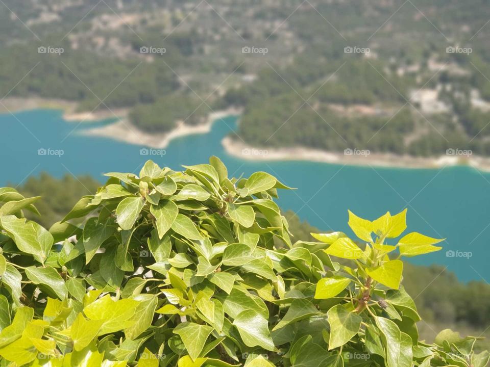 Plants#nature#vegetation#lake#view#trees