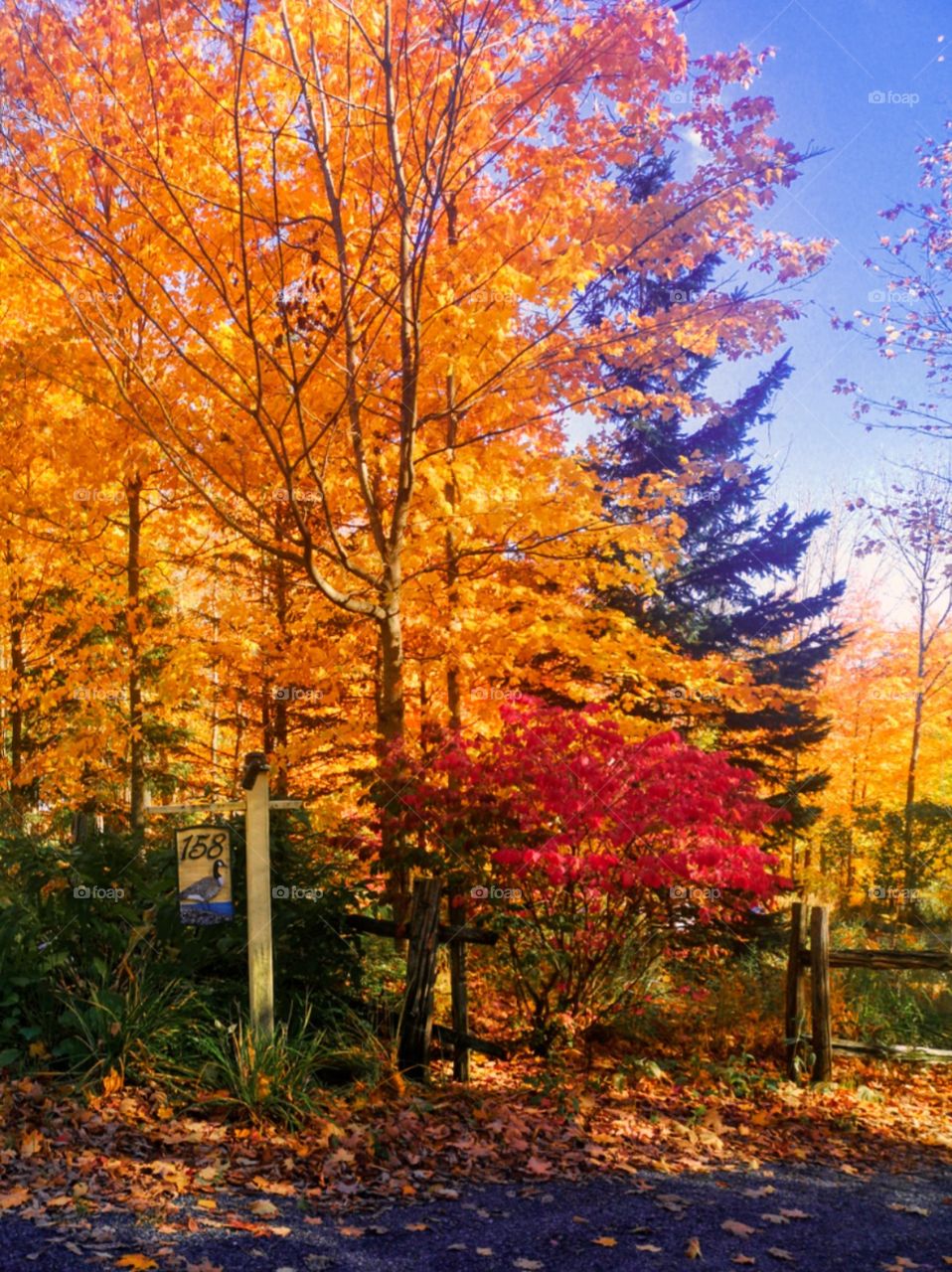 colorful trees in fall