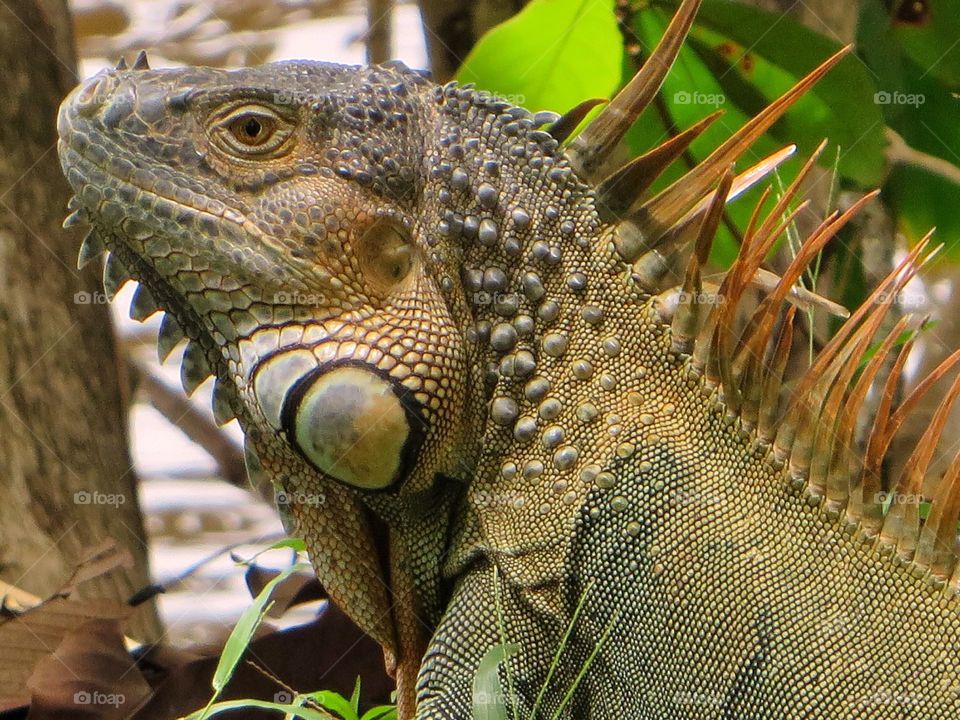 Iguana texture