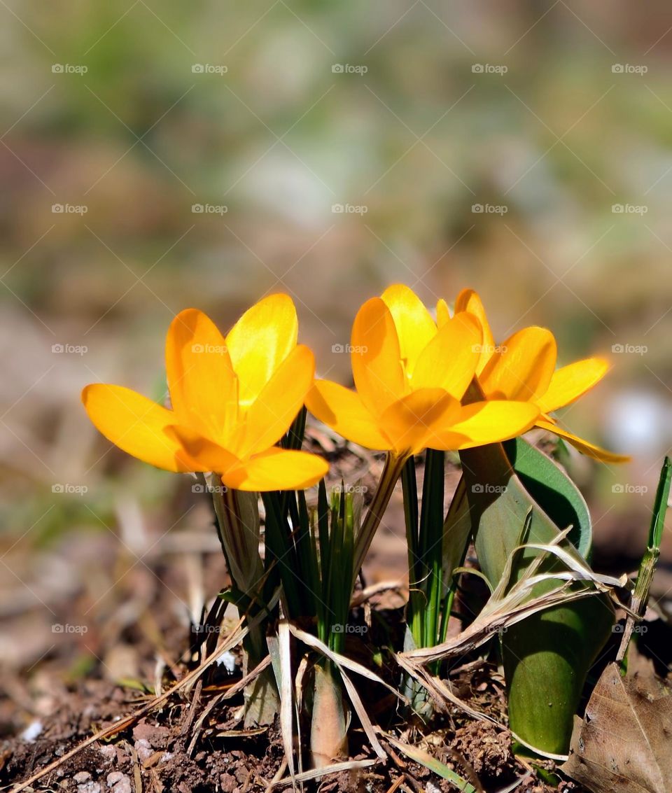 yellow Crocus flowers