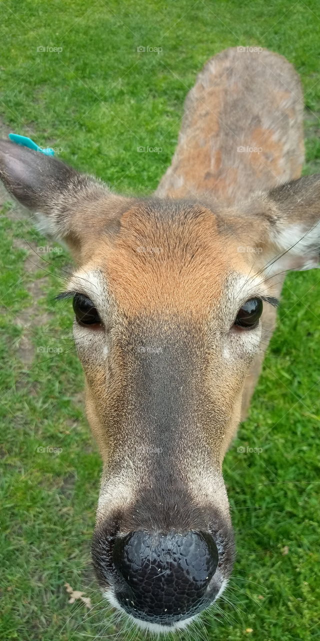 a closeup of a female deer