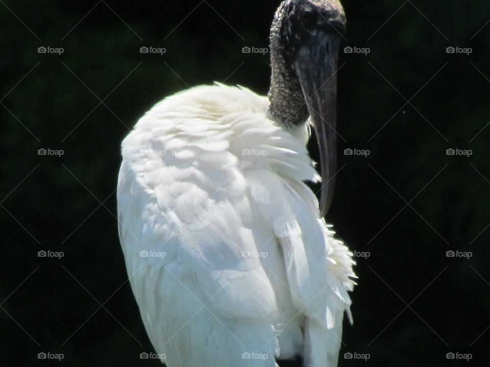 Bird Posing