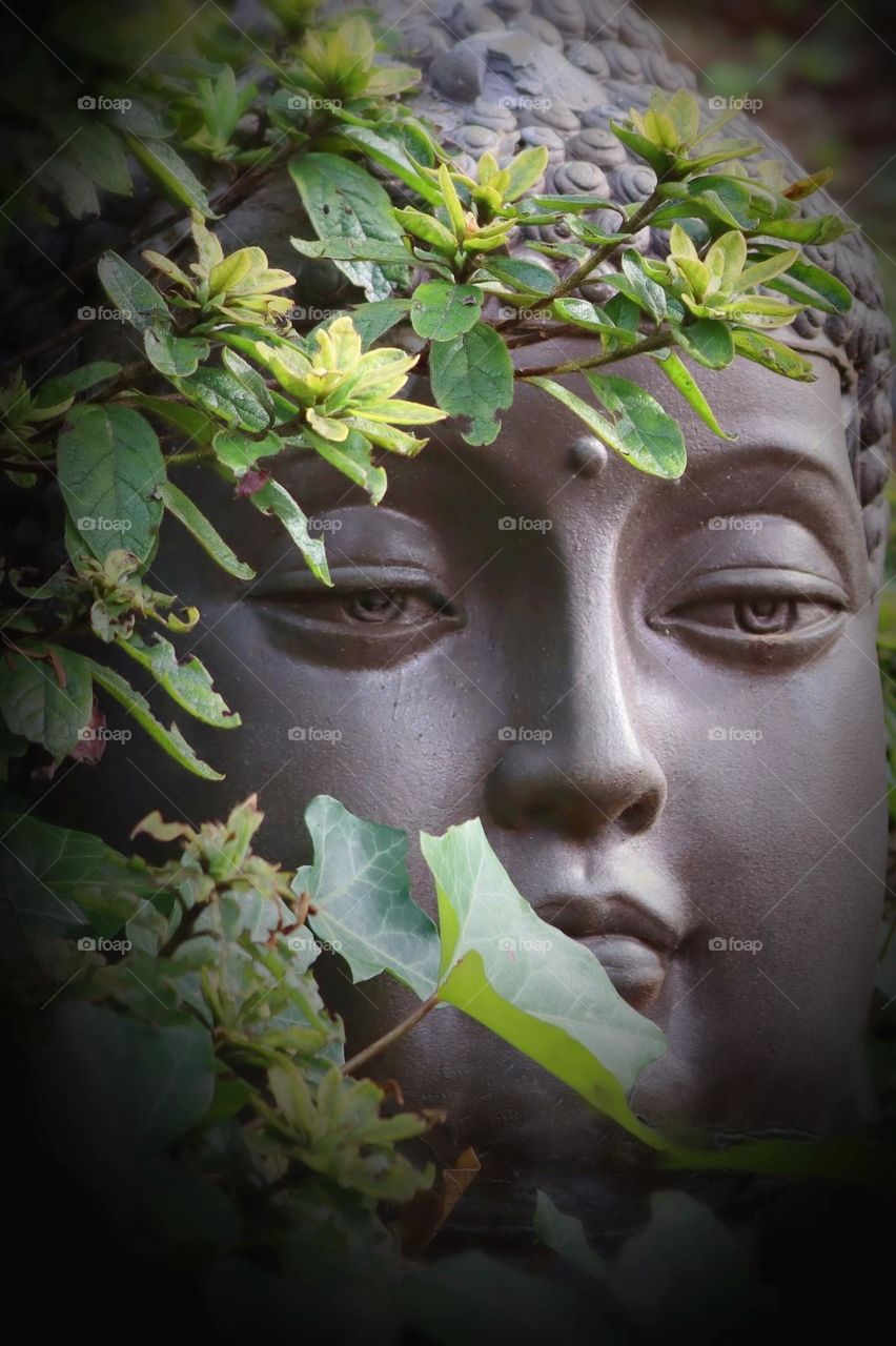 Ivy and azalea bush envelops a Buddha head inside a zen garden 