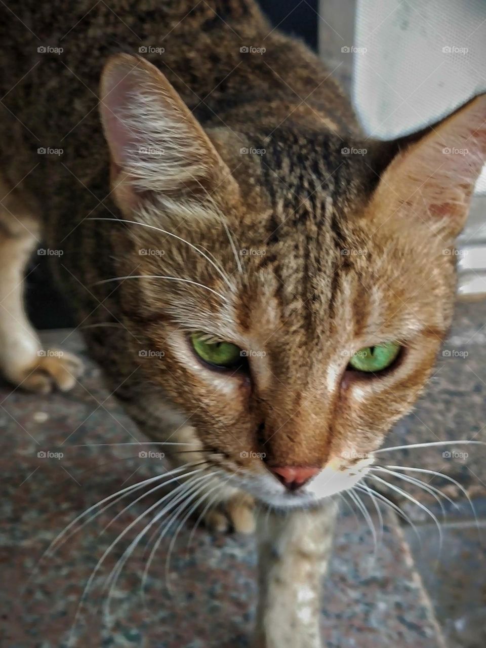He posed I framed 😊