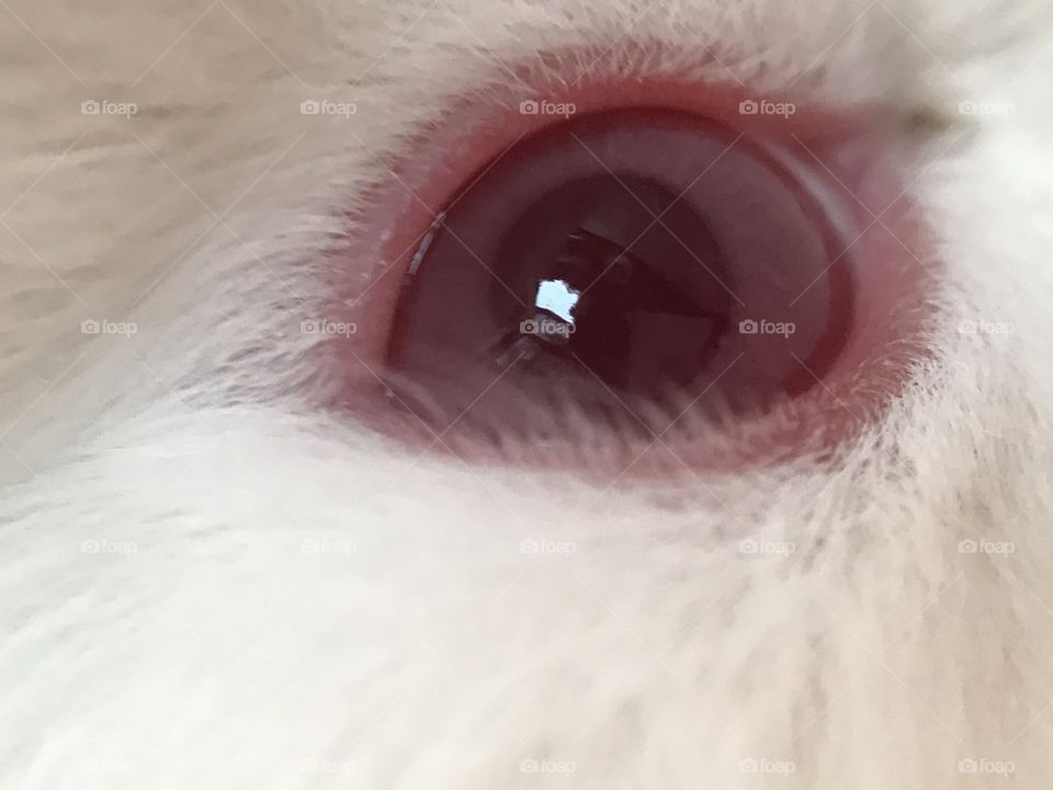 Rabbit eye reflection