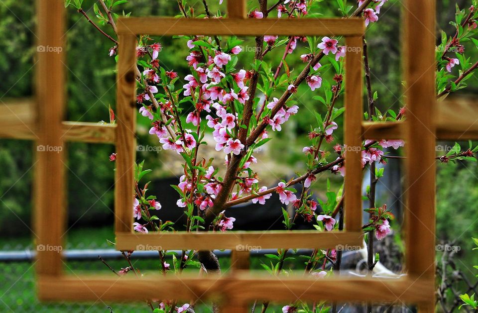 Sakura - Cherry Blossoms