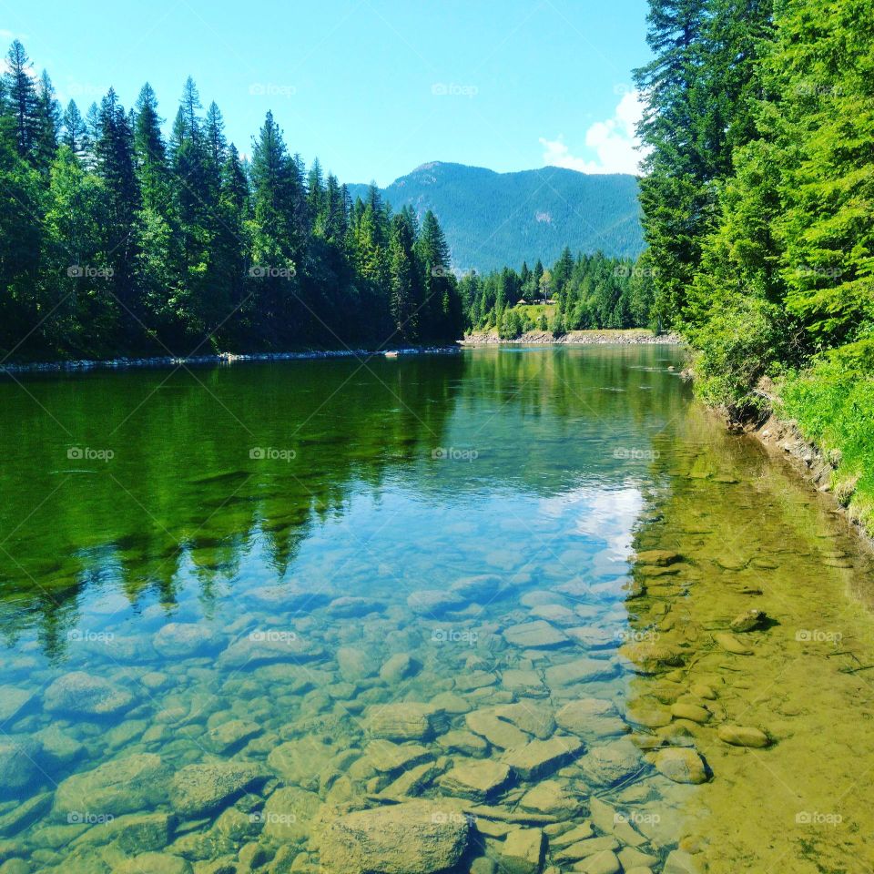 river through a forest