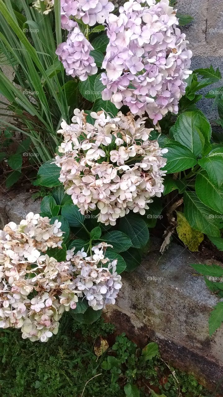 Hortênsias! Plantadas na Chácara Patury, no pé da Serra do Japi (Jundiaí / SP Brasil), onde a qualidade da terra e a pureza da natureza favorecem a beleza das plantas!