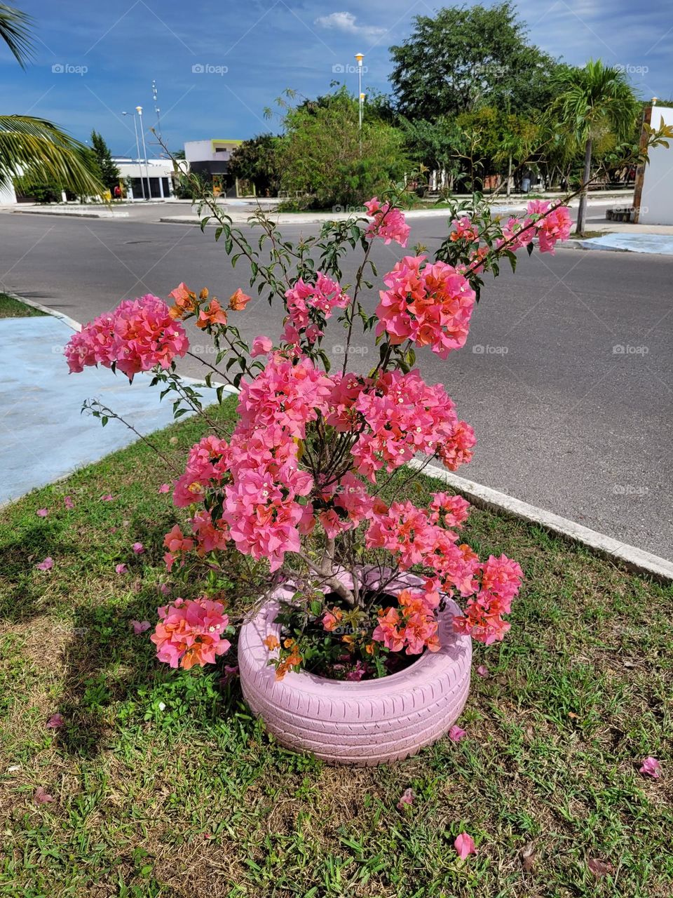 plantas en la ciudad