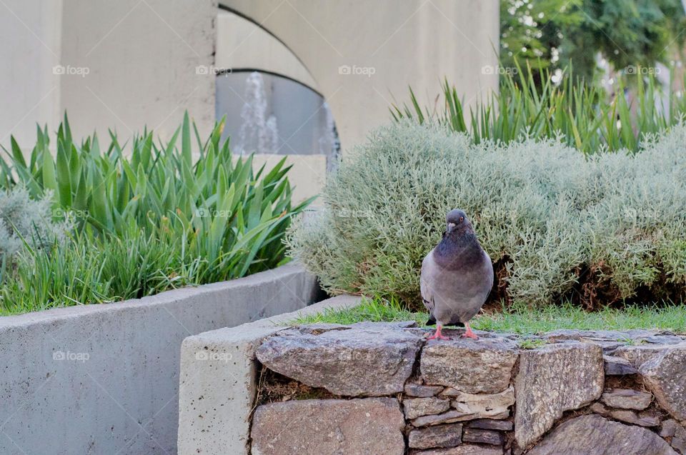 Pigeon perching on a stone pyramid