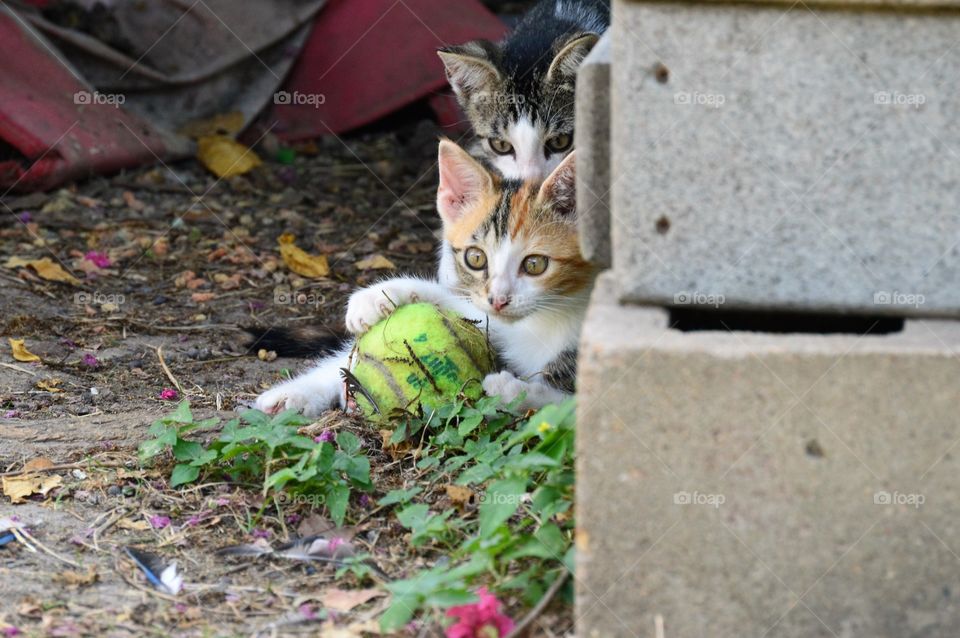 Kittens on break 