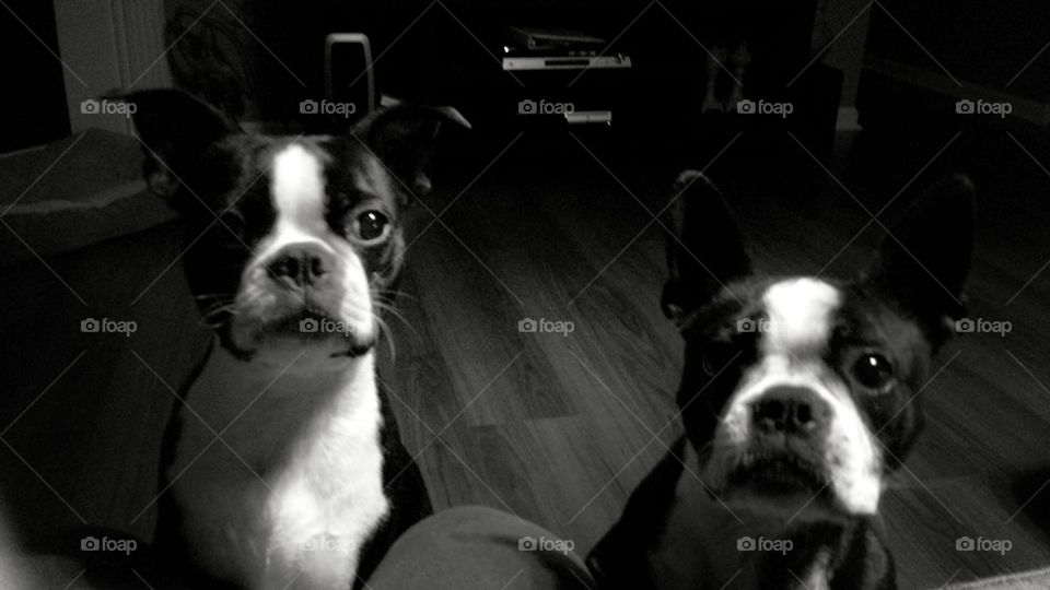 Milo and Penny. Boston Terriers