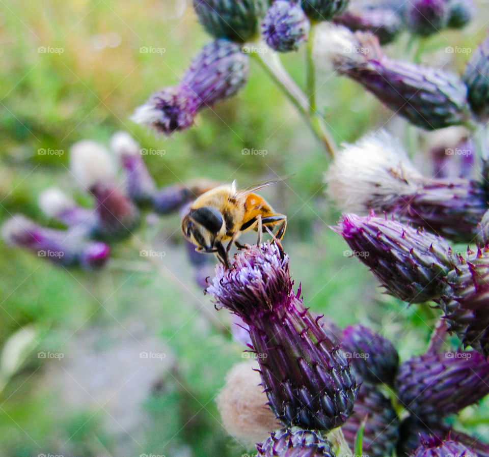 Bee pollinating flower