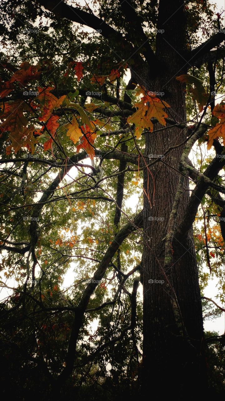 Rainy Day Autumn Fall Tree