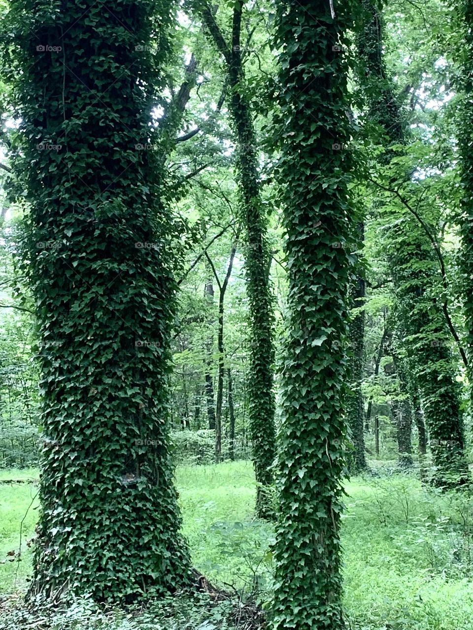 Ivy forest