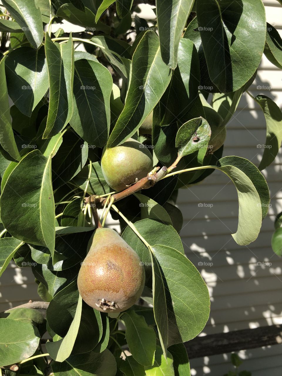 Pears on the tree