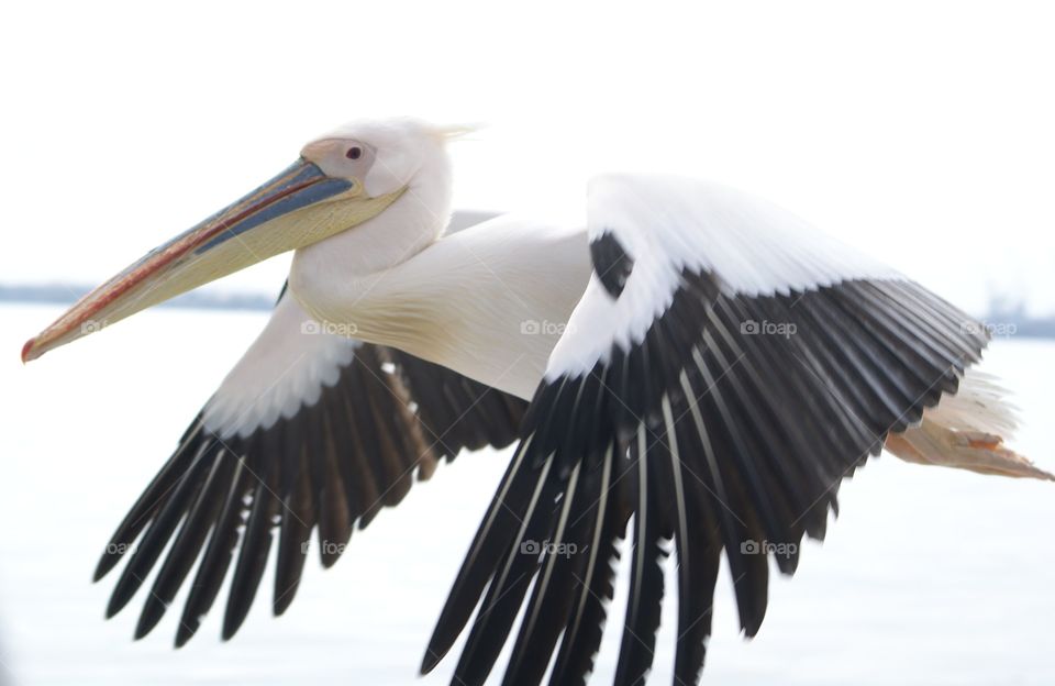 flying pelican
