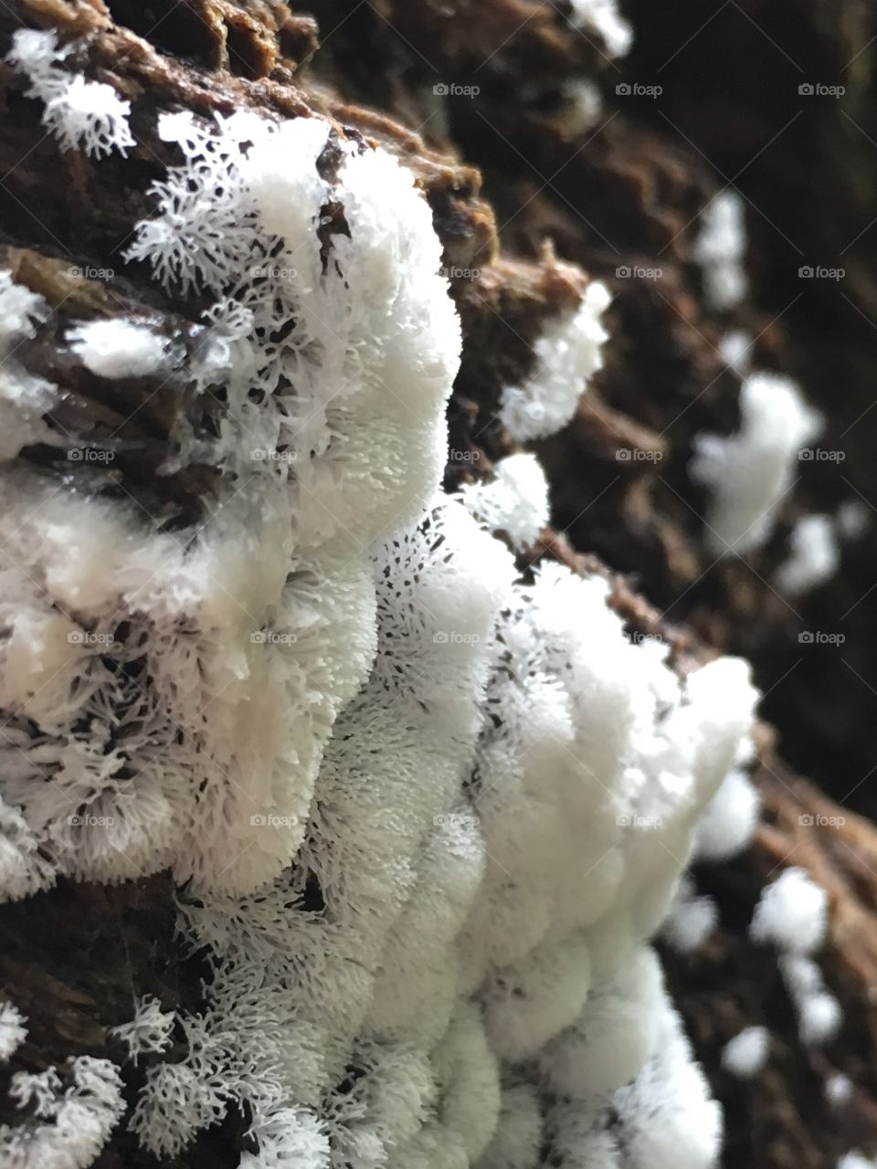 Tiny white fungus threading over and through a wood slice mimic freshly fallen snow.