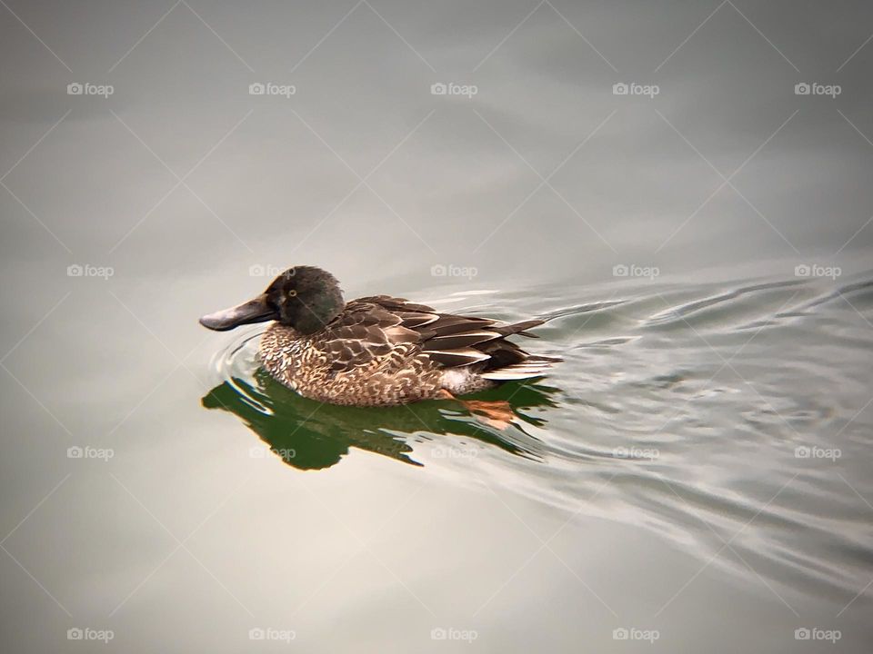Duck enjoying swimming in a calm lake going to the left direction.