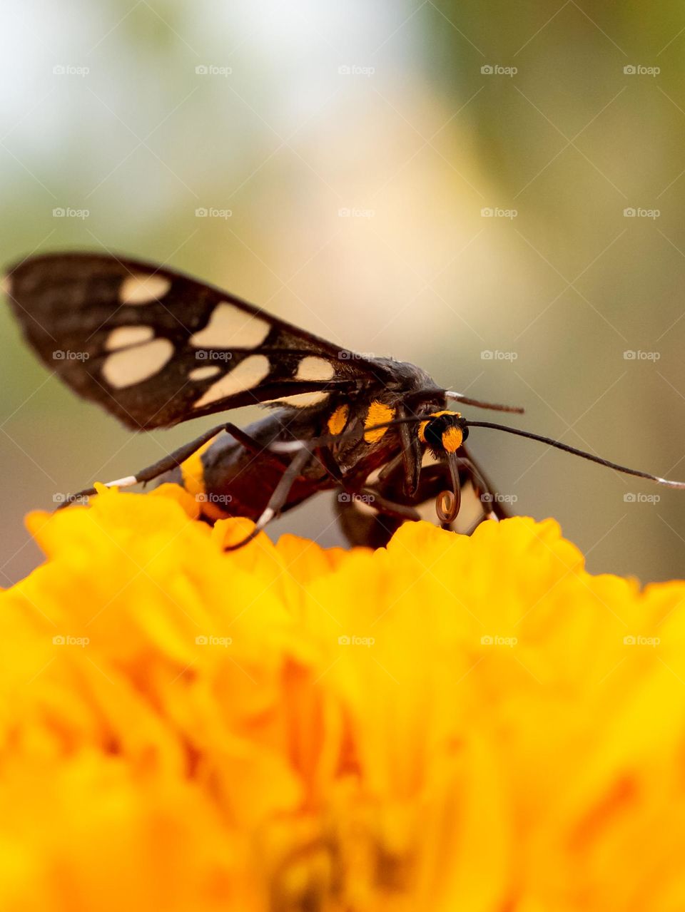 Nine-spotted moth