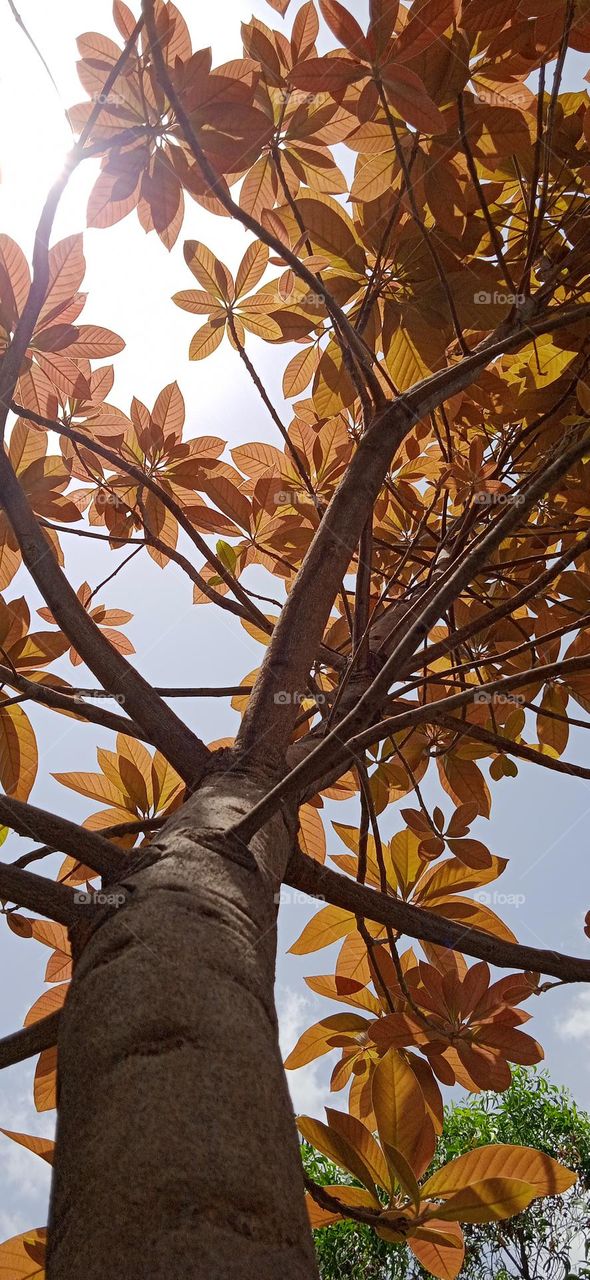 Artocarpus lacucha tree view in early spring, it is a tropical evergreen tree species of the family  moraceae. photo shoot at mon, 8 may, 2023, 8:00 am, lucknow india.
