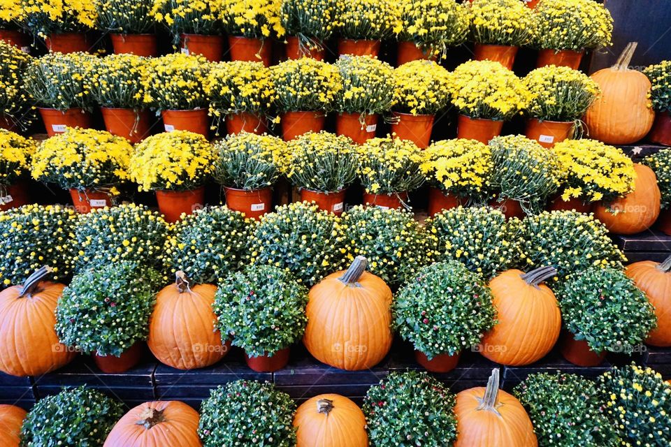 Rows of pumpkins and mums on display at the farmers market signals - “It’s Fall Y’all”