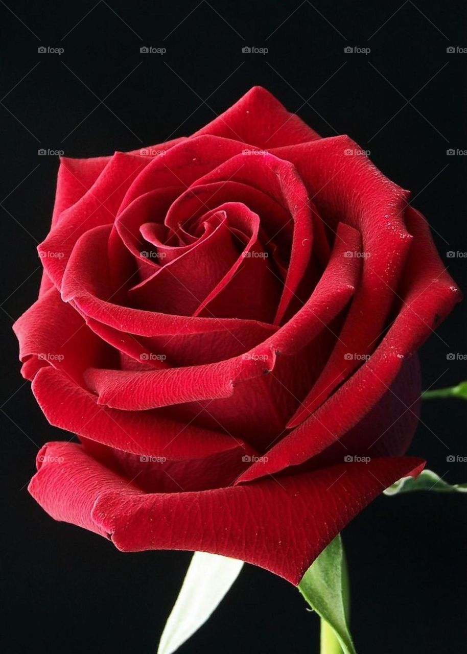 A red rose with a dark and moody background with deep red colours and small details. dark red rose in the sunlight on a natural red background. 
Red floral bouquet. Burgundy rose flower, vintage roses bouquets.