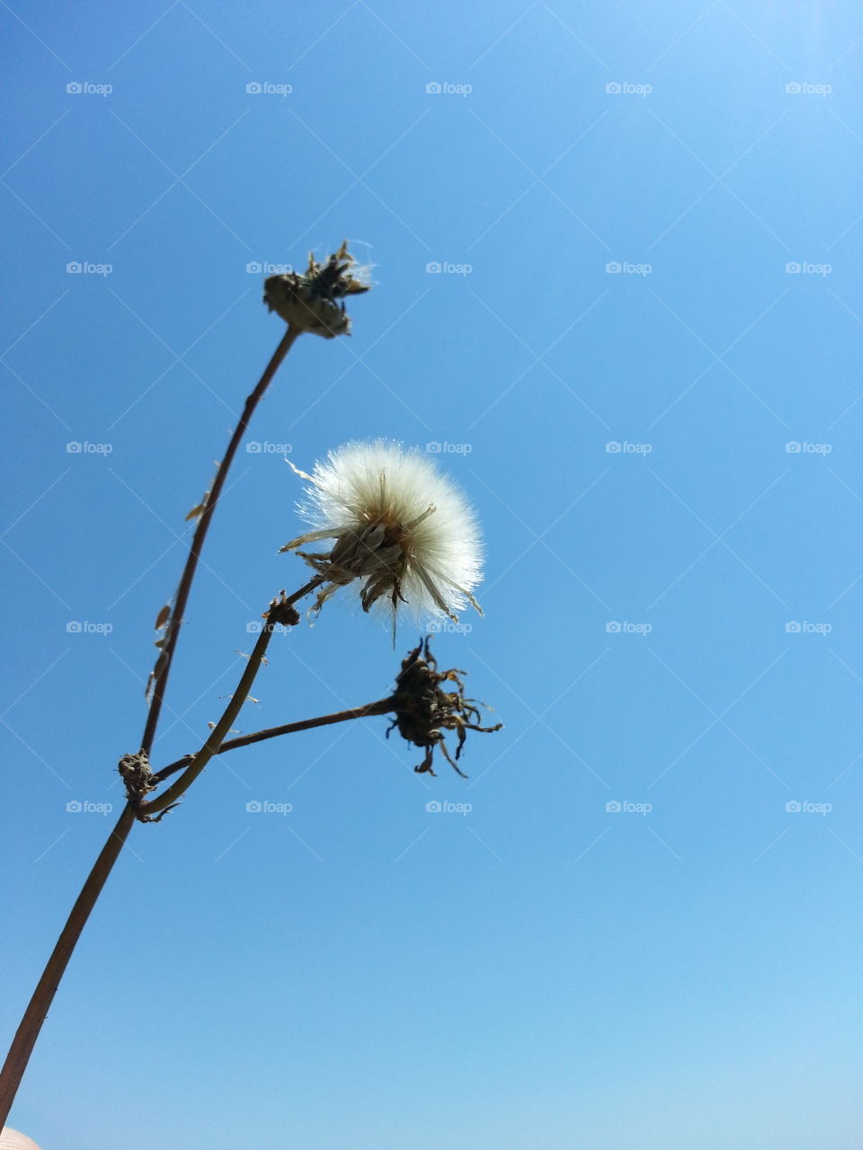 a sprig of dandelion against a clear blue sky