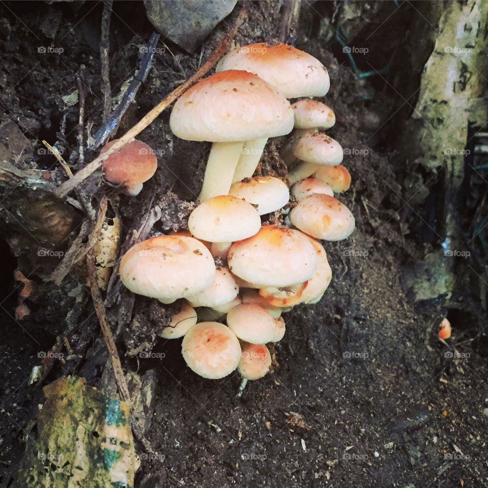 Nature. Mushrooms 