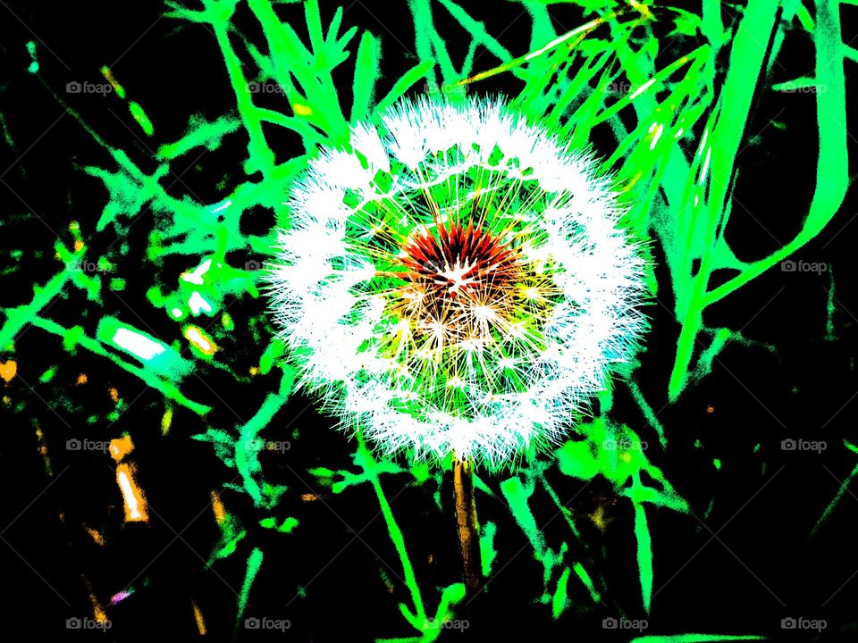 Dandelion 