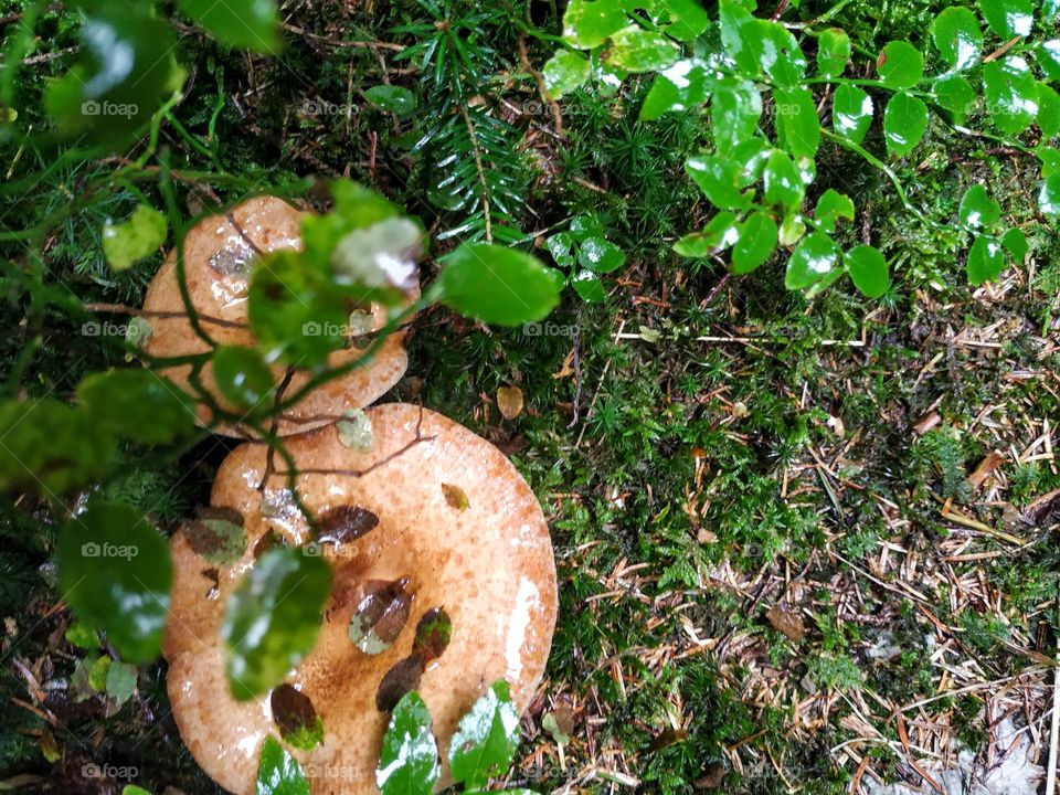 Two mushrooms in the rain