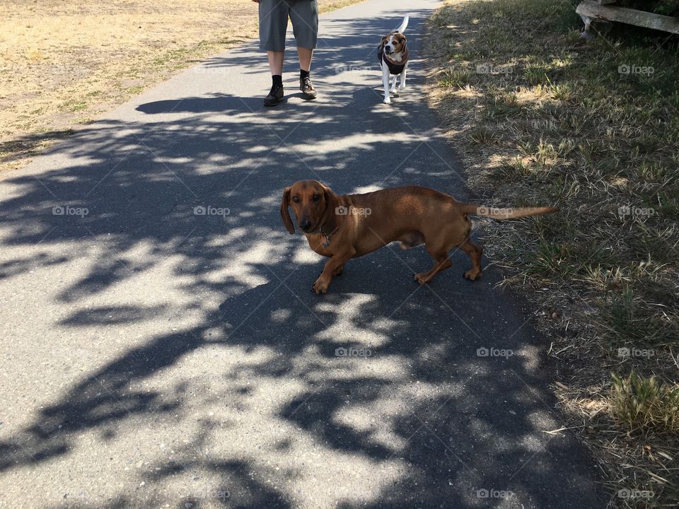 Looking for a shade in a hot summer day