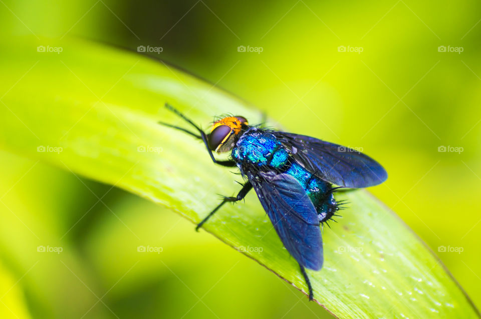 blue fly