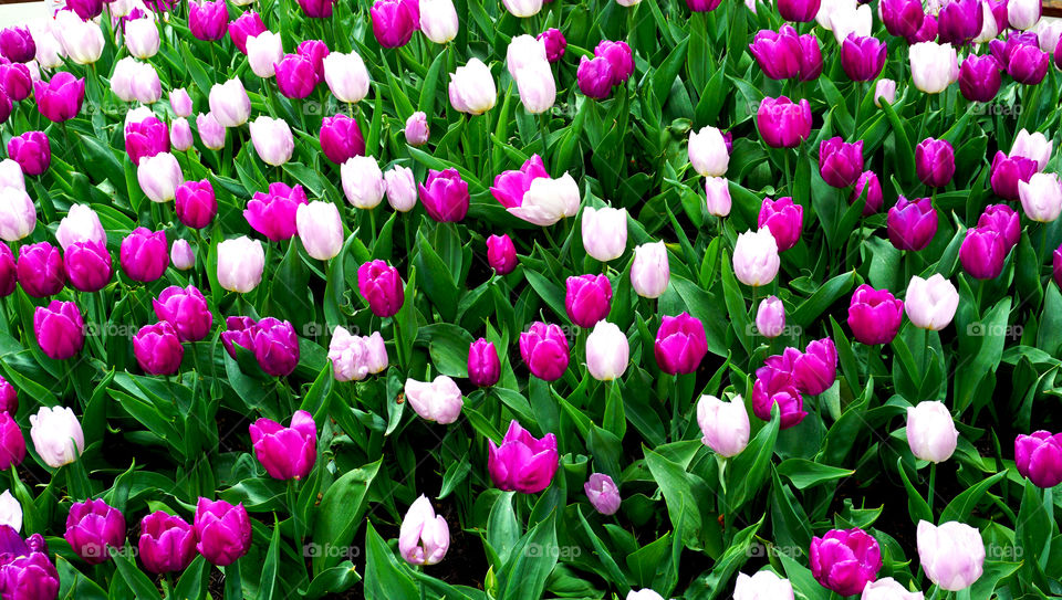 Tulips in the garden