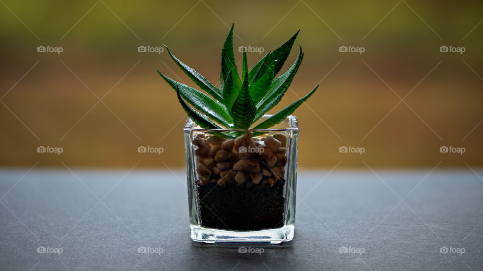 Little plant in a little glass vase. The simplest of things sometimes make the most sense.