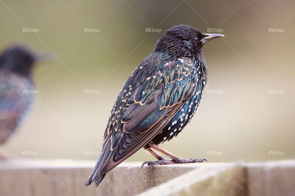 Starling