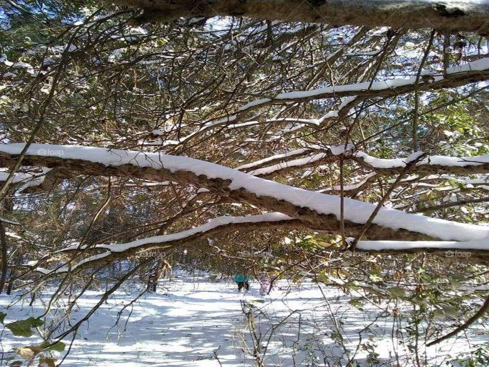 Snow on a branch
Jan.4,2018
Kinston, North Carolina