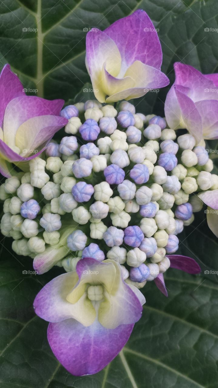 "Colorful Hydrangea". Hydrangeas starting to bloom