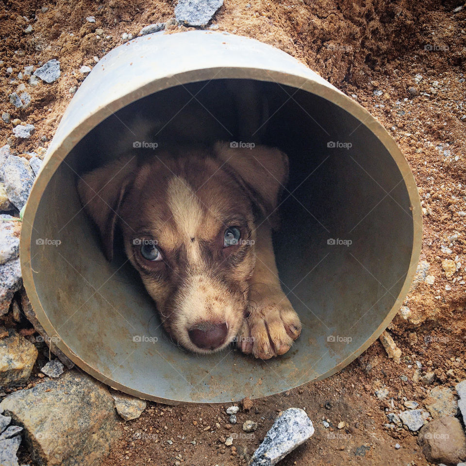 Cute and scared puppy 
