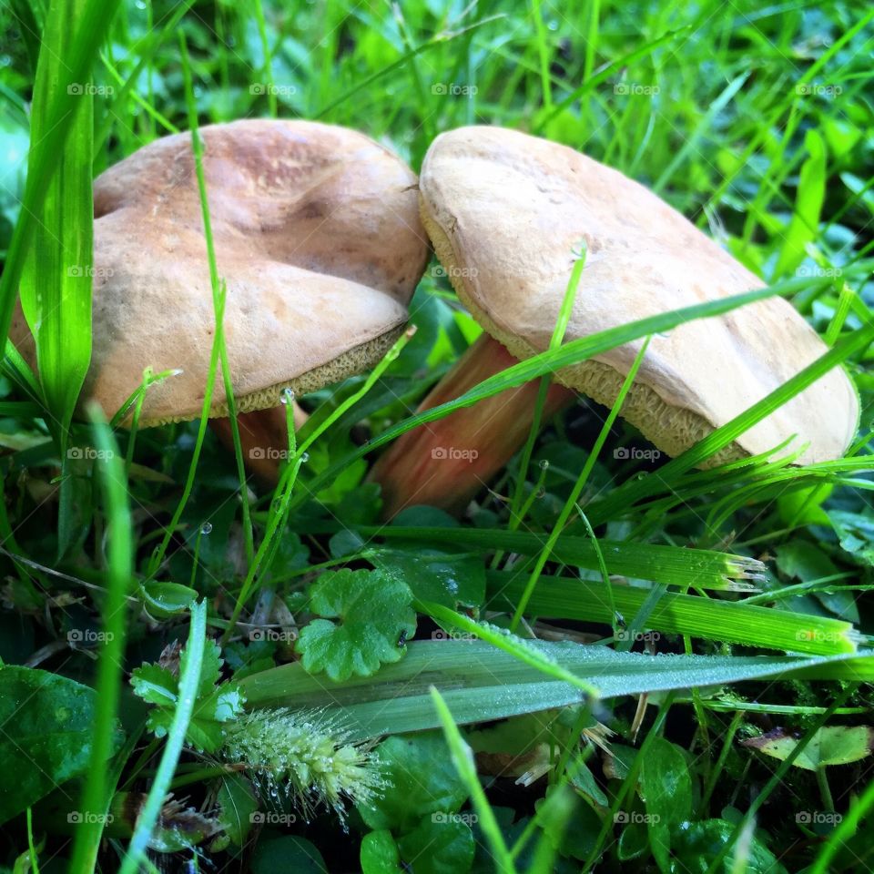 Pretty mushrooms